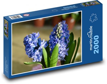 Hyacint - modrý květ, zahrada - Puzzle 2000 dílků, rozměr 90x60 cm