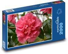 Kamelie - rosa Blume, Garten Puzzle 2000 Teile - 90 x 60 cm