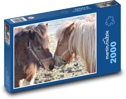 Shetlendian pony, animal - Puzzle 2000 pieces, size 90x60 cm 