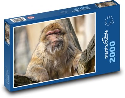 Makak - opice, zvíře - Puzzle 2000 dílků, rozměr 90x60 cm