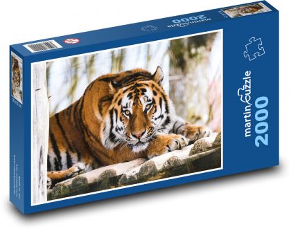 Tygr - zvíře, zoo - puzzle 2000 dílků