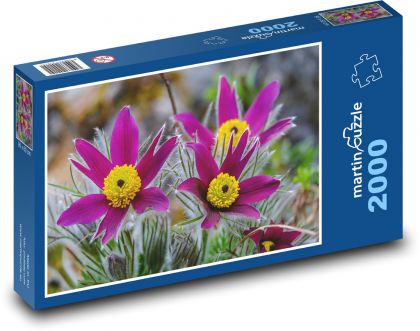 Koniklec - květ, jaro - Puzzle 2000 dílků, rozměr 90x60 cm