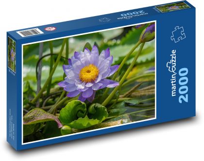 Lotosový květ - květina, rybník - Puzzle 2000 dílků, rozměr 90x60 cm