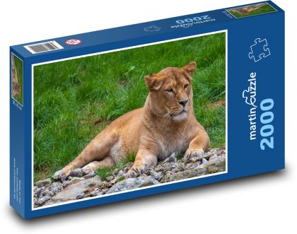 Lwica - zwierzę, drapieżnik - Puzzle 2000 elementów, rozmiar 90x60 cm