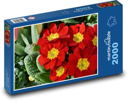 Primule - prvosienka, jarný kvet - Puzzle 2000 dielikov, rozmer 90x60 cm 
