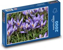 Krokus - kwiat, ogród Puzzle 2000 elementów - 90x60 cm