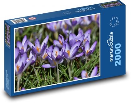 Crocus - flower, garden - Puzzle 2000 pieces, size 90x60 cm 