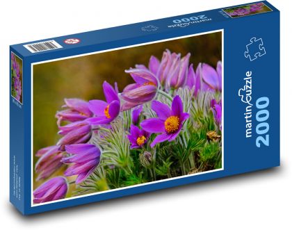 Crocus - purple flower, spring - Puzzle 2000 pieces, size 90x60 cm 