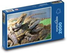 Lizard - agama, reptile Puzzle 2000 pieces - 90 x 60 cm