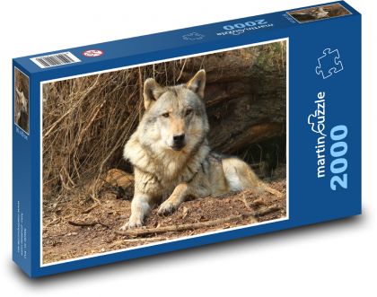 Vlk - divoké zviera, cicavec. - Puzzle 2000 dielikov, rozmer 90x60 cm 