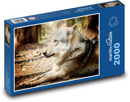 Vlk - zvíře, příroda - Puzzle 2000 dílků, rozměr 90x60 cm