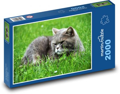 Britská kočka - modrá, kocour - Puzzle 2000 dílků, rozměr 90x60 cm