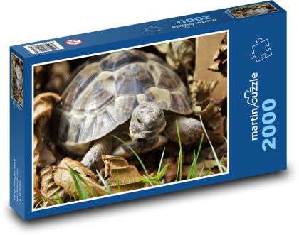 Želva - plaz, krunýř - puzzle 2000 dílků