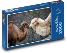 Ťavy - zviera, safari Puzzle 2000 dielikov - 90 x 60 cm