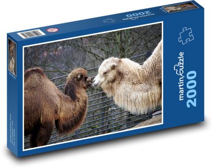 Ťavy - zviera, safari - Puzzle 2000 dielikov, rozmer 90x60 cm 