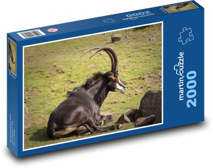 Antilopa - divoká zvěř - Puzzle 2000 dílků, rozměr 90x60 cm