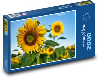 Sunflower - summer, yellow flower - Puzzle 2000 pieces, size 90x60 cm 