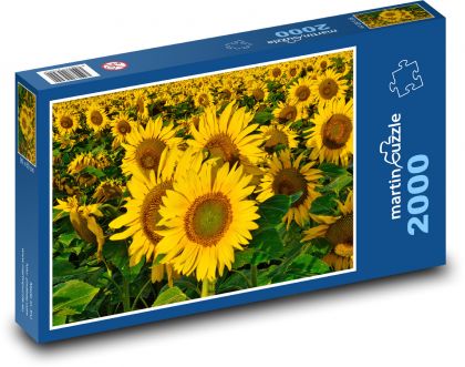 Słoneczniki - lato, pole - Puzzle 2000 elementów, rozmiar 90x60 cm