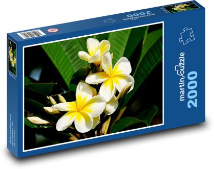 Plumeria - flower, bush - Puzzle 2000 pieces, size 90x60 cm 