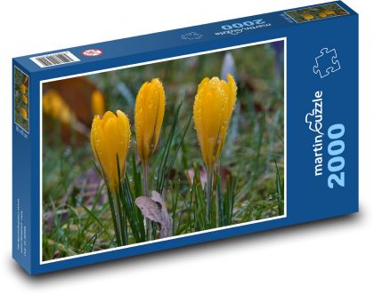 Yellow crocus - spring flower - Puzzle 2000 pieces, size 90x60 cm 