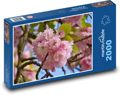 Cherry blossom - spring, park - Puzzle 2000 pieces, size 90x60 cm 