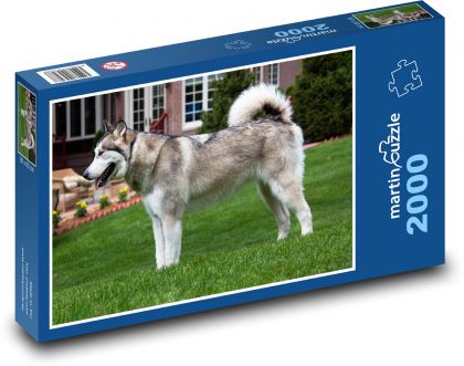 Aljašský malamut - pes, maznáčik - Puzzle 2000 dielikov, rozmer 90x60 cm 