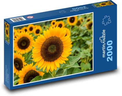 Slunečnice - zahrada, žlutý květ - puzzle 2000 dílků