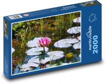 Lekno - rybník, vodný kvet Puzzle 2000 dielikov - 90 x 60 cm
