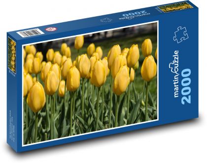 Žluté tulipány - jarní květiny, zahrada - Puzzle 2000 dílků, rozměr 90x60 cm