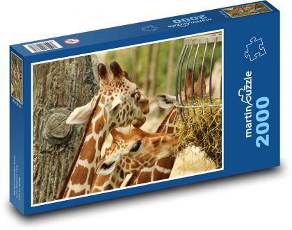 Žirafa - zoo, Afrika - Puzzle 2000 dílků, rozměr 90x60 cm