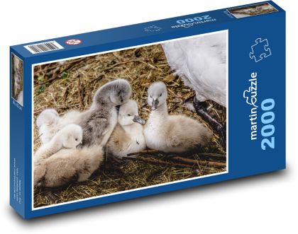Swans - cubs, animal - Puzzle 2000 pieces, size 90x60 cm 