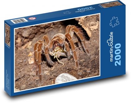 Tarantule - pavouk, zvíře - Puzzle 2000 dílků, rozměr 90x60 cm