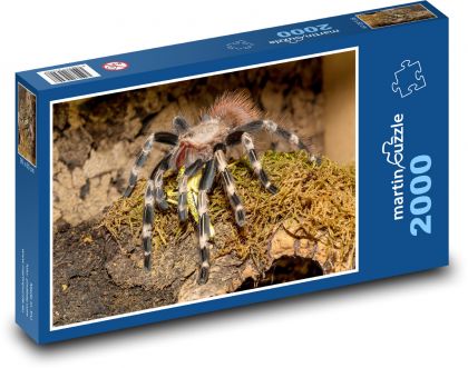 Tarantule - sklípkan, pavouk - Puzzle 2000 dílků, rozměr 90x60 cm