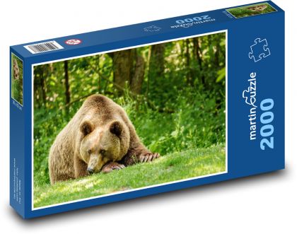 Niedźwiedź - las. zwierzę - Puzzle 2000 elementów, rozmiar 90x60 cm