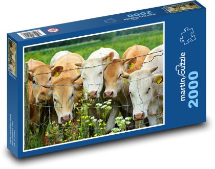 Kráva - dobytek, zvíře - Puzzle 2000 dílků, rozměr 90x60 cm