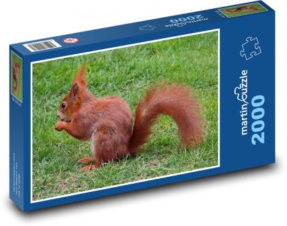 Veverka - zvíře, hlodavec - Puzzle 2000 dílků, rozměr 90x60 cm