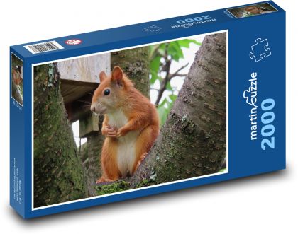 Veverička - les, príroda - Puzzle 2000 dielikov, rozmer 90x60 cm 