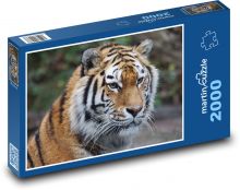 Tygr - dravec, zoo Puzzle 2000 - 90x60 cm