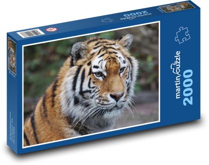 Tygr - dravec, zoo - Puzzle 2000 dílků, rozměr 90x60 cm