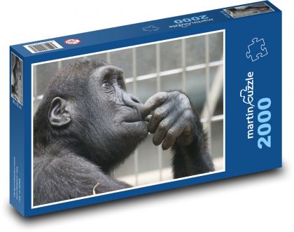 Opice - zoo, primát - Puzzle 2000 dílků, rozměr 90x60 cm