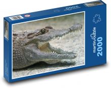 Krokodíl - plaz, zviera Puzzle 2000 dielikov - 90 x 60 cm