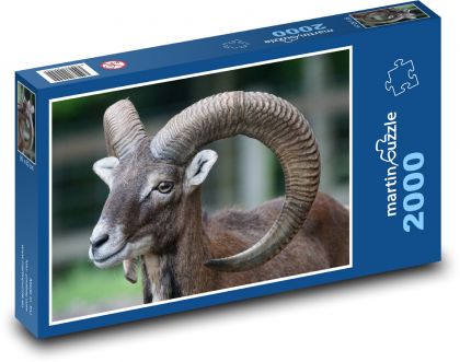Muflon - ssak, baran - Puzzle 2000 elementów, rozmiar 90x60 cm