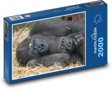Goryl - ssak, małpa Puzzle 2000 elementów - 90x60 cm