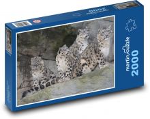 Levhart - mačky, zviera Puzzle 2000 dielikov - 90 x 60 cm