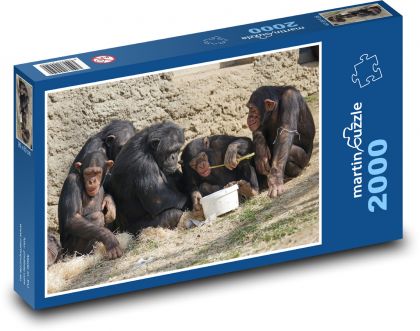 Šimpanz - opice, zvířata - Puzzle 2000 dílků, rozměr 90x60 cm