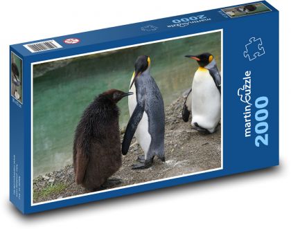 Penguin - bird, animal - Puzzle 2000 pieces, size 90x60 cm 