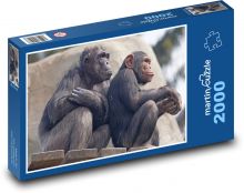Šimpanzi - opice, zoo Puzzle 2000 dílků - 90 x 60 cm