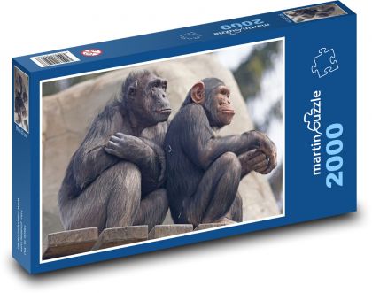 Šimpanzy - opice, zoo - Puzzle 2000 dielikov, rozmer 90x60 cm 