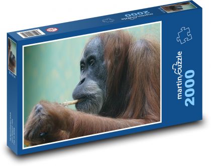 Orangutan - opice, primát - Puzzle 2000 dílků, rozměr 90x60 cm