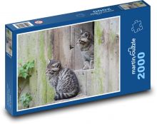 Divoké kočky - mláďata, zoo Puzzle 2000 dílků - 90 x 60 cm